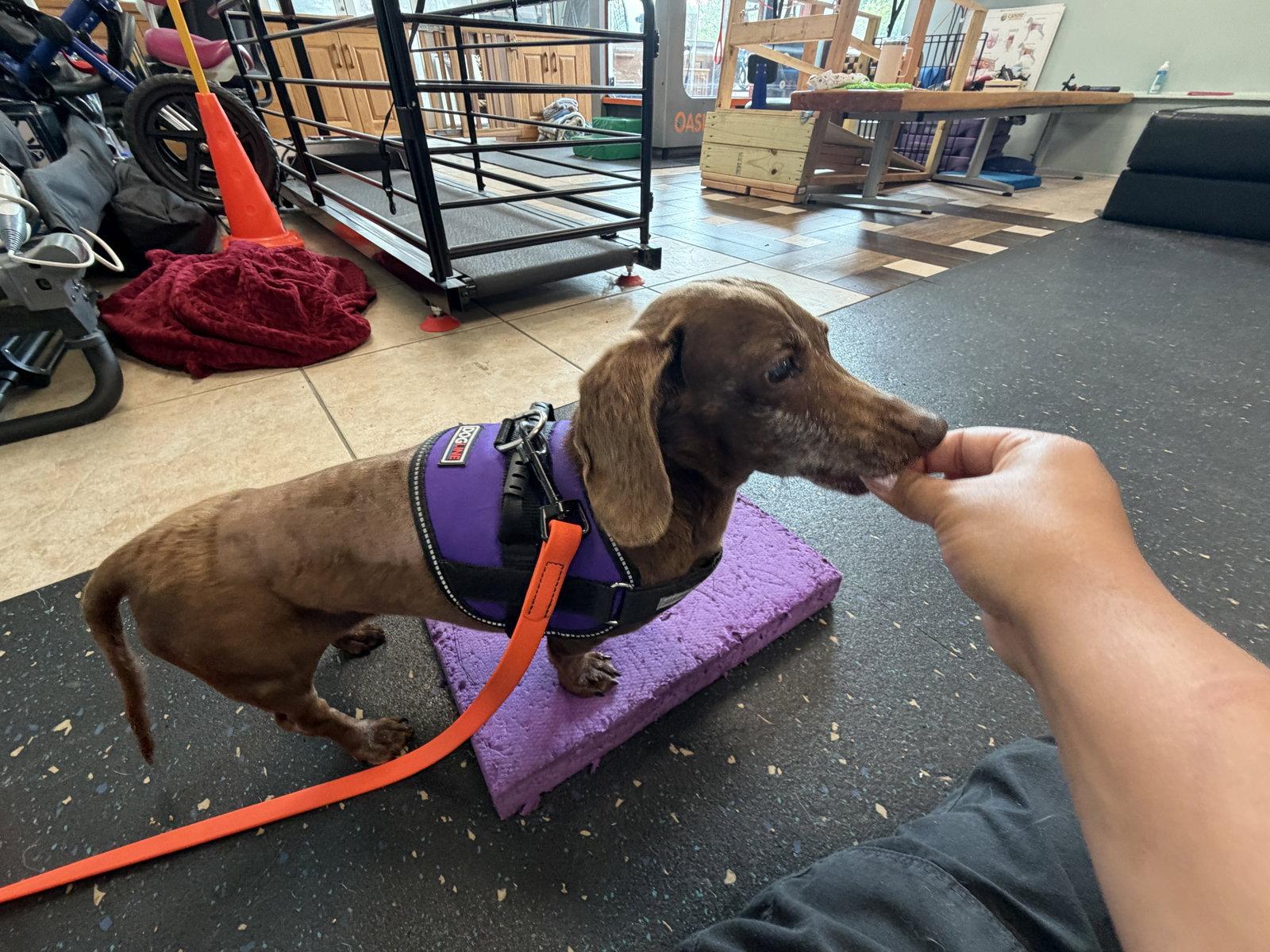 Daisy West, Adoptable, Senior Female Dachshund.