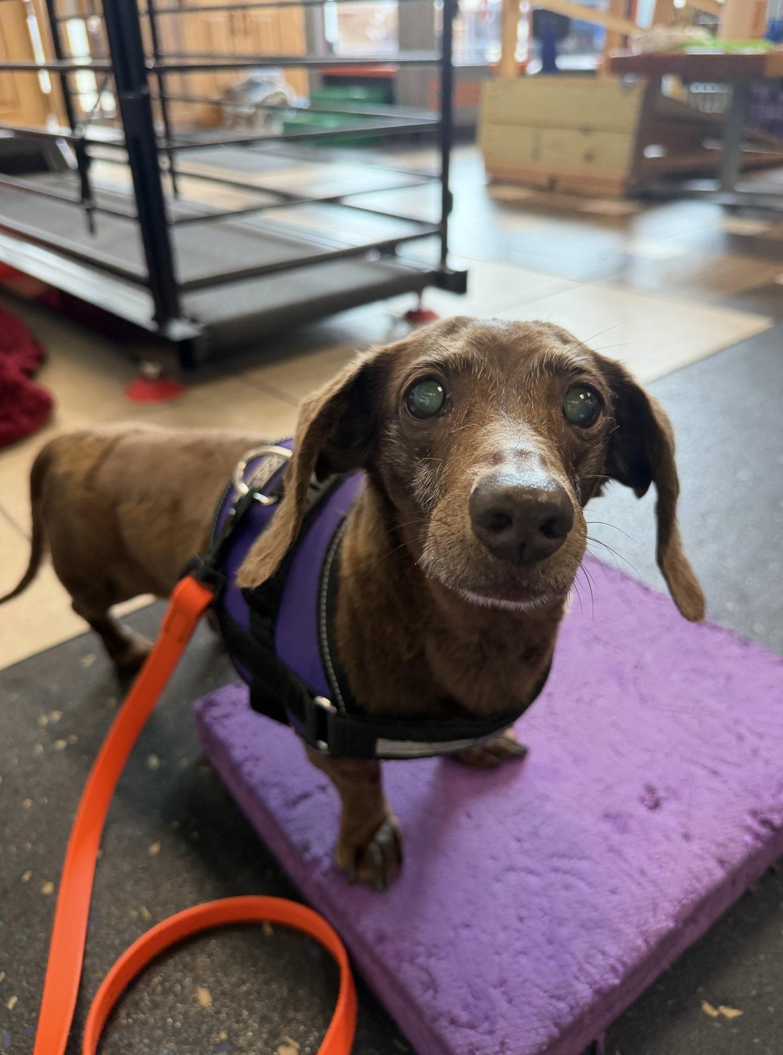 Enlarge Daisy West, a Adoptable Dachshund in Pearland, TX image 2/3