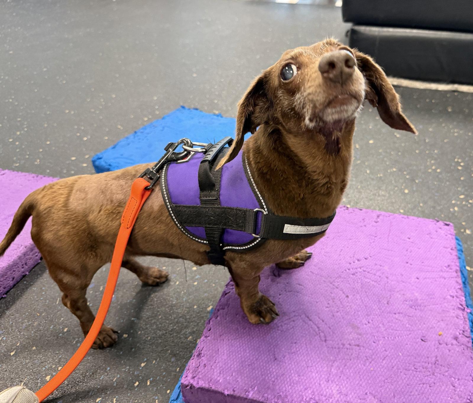 Enlarge Daisy West, a Adoptable Dachshund in Pearland, TX image 3/3