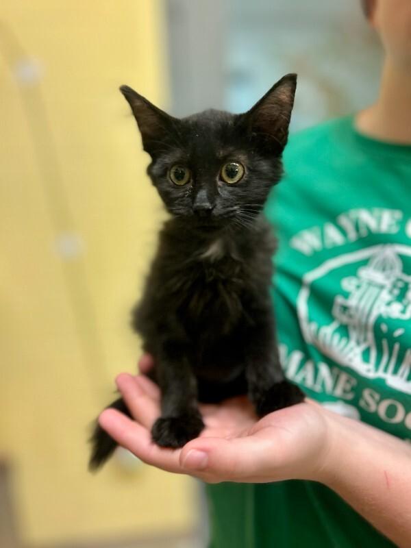 Fresno, Adoptable, Young Female Domestic Short Hair.
