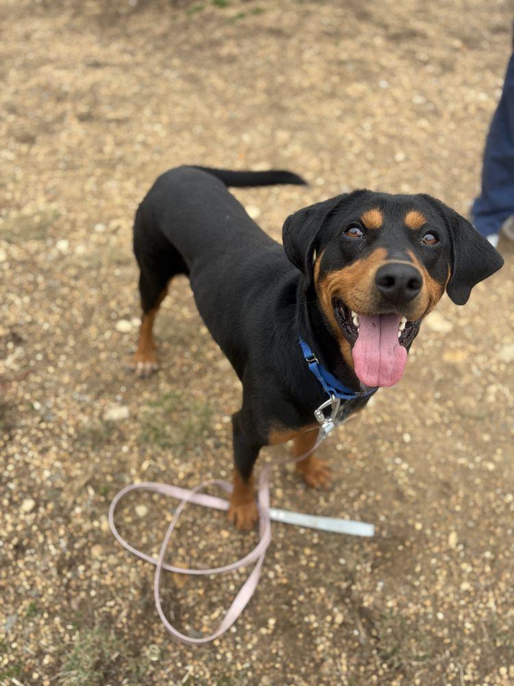 Drako, Adoptable, Adult Male Mixed Breed.