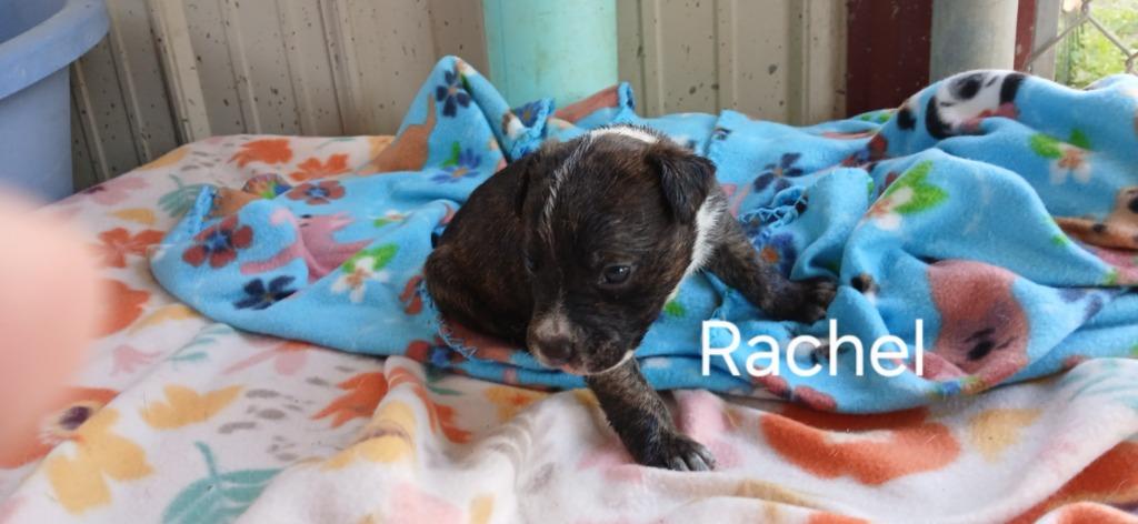 Rachel, Adoptable, Puppy Female Mixed Breed.