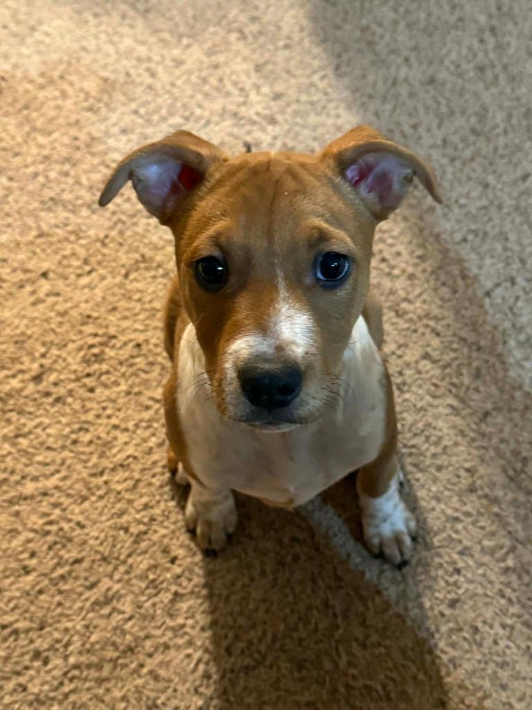 Rachel, Adoptable, Puppy Female Mixed Breed.