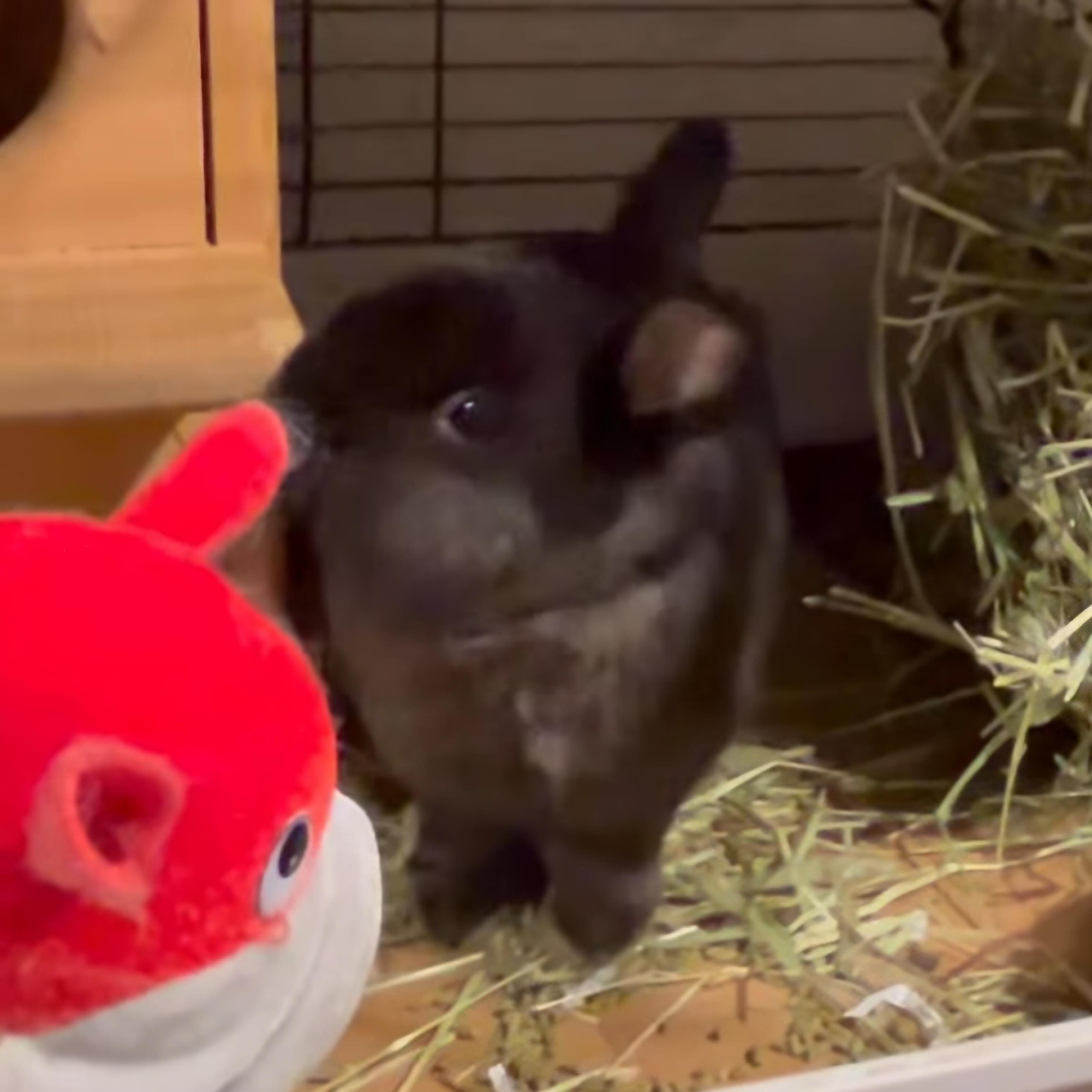 Chibbs, a Adoptable Netherland Dwarf in Paradis, LA image 3/5