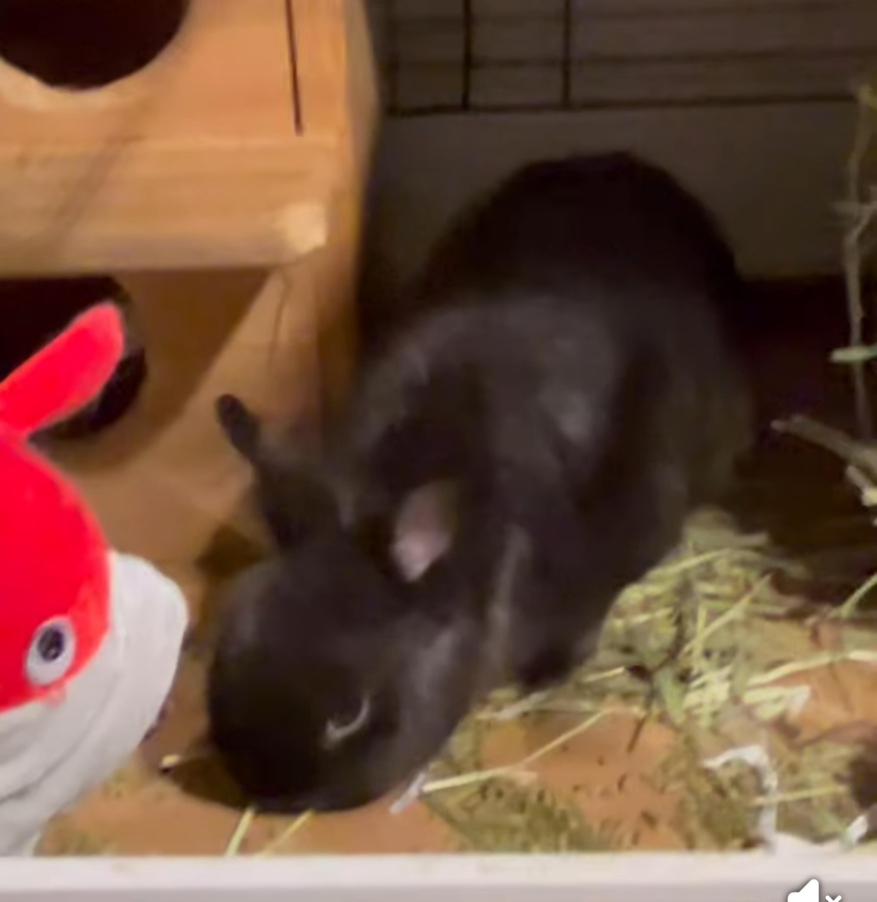 Chibbs, a Adoptable Netherland Dwarf in Paradis, LA image 5/5