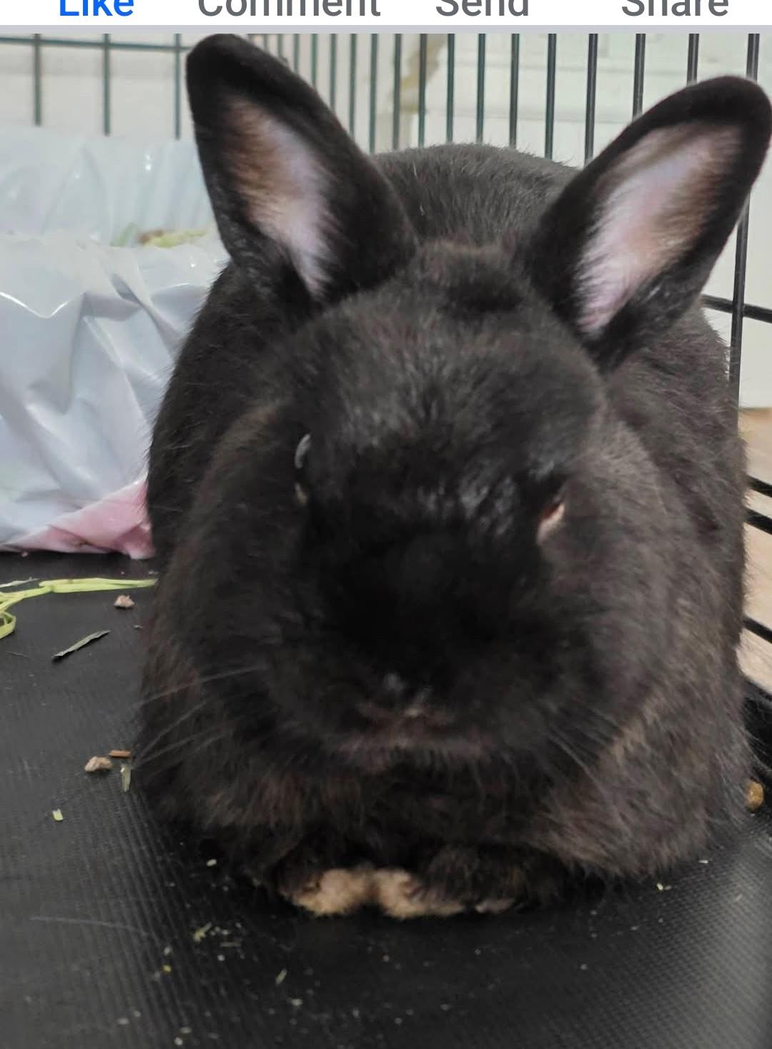 Chibbs, a Adoptable Netherland Dwarf in Paradis, LA image 1/5