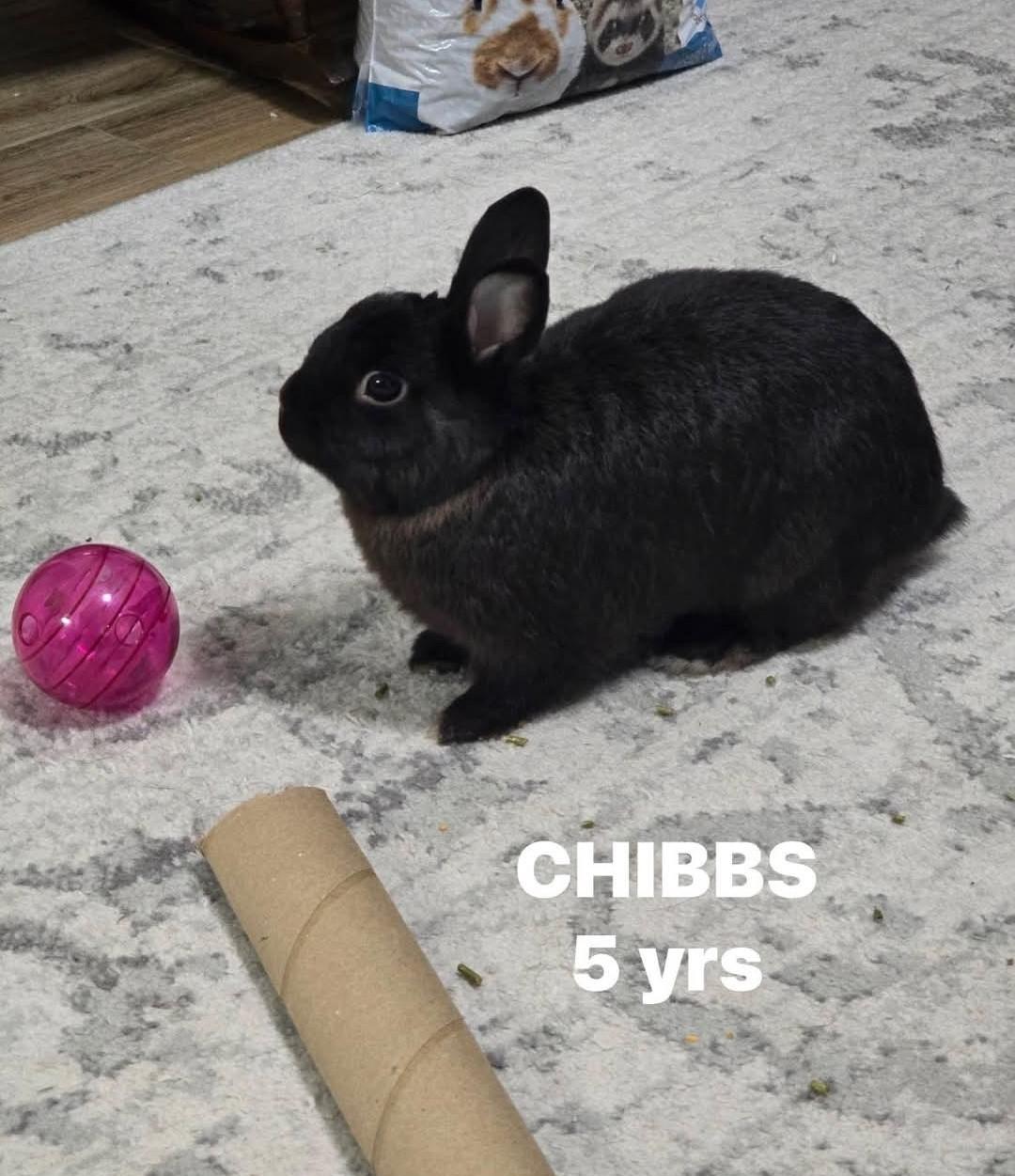 Chibbs, a Adoptable Netherland Dwarf in Paradis, LA image 2/5