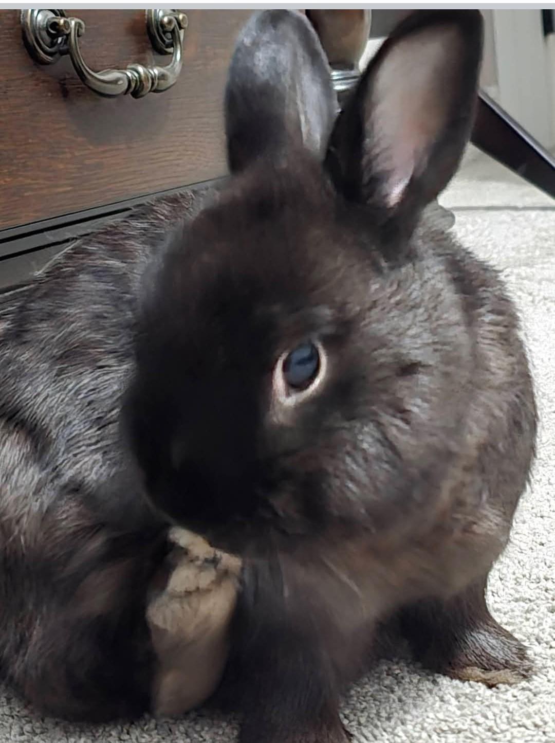 Chibbs, a Adoptable Netherland Dwarf in Paradis, LA image 4/5