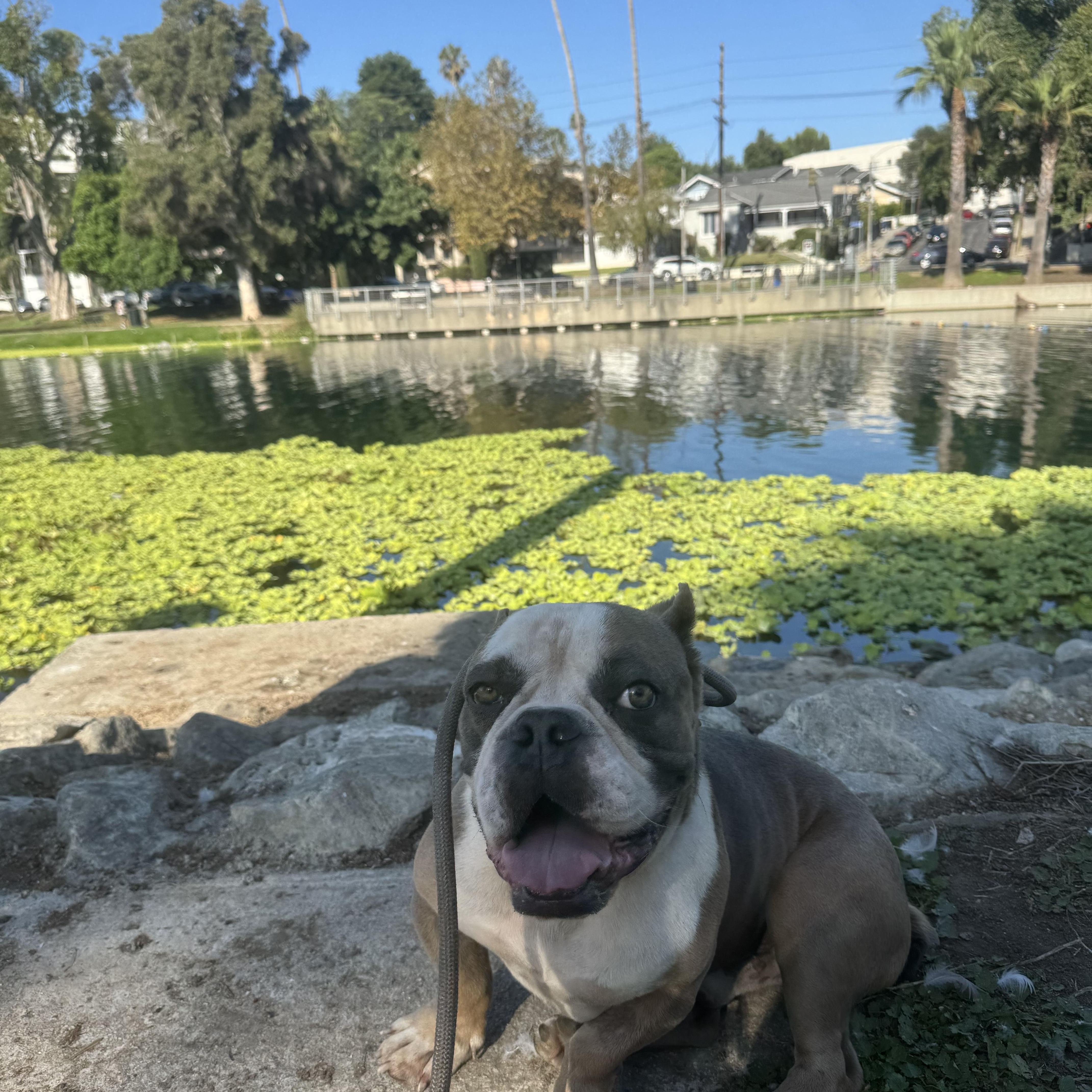 Enlarge Chase, a Adoptable mixed breed in Whittier, CA image 1/4