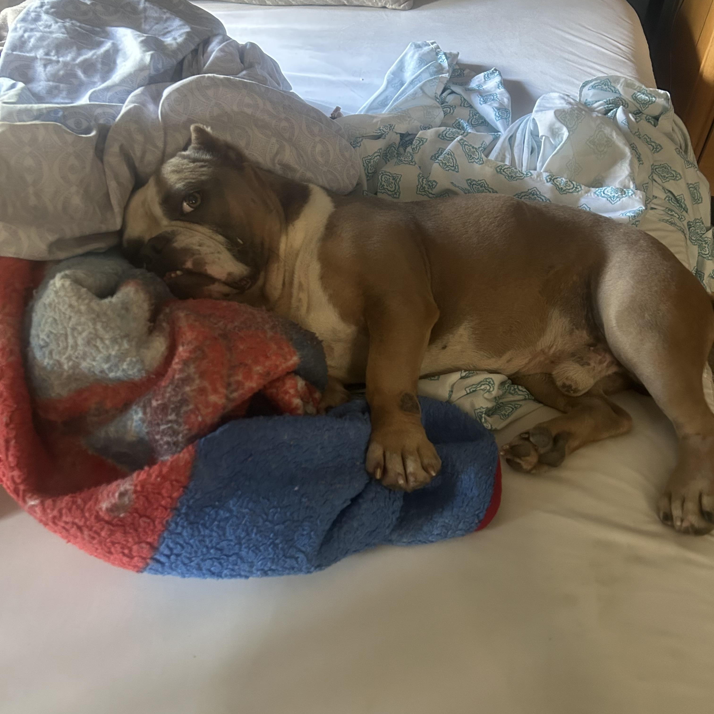 Enlarge Chase, a Adoptable mixed breed in Whittier, CA image 2/4