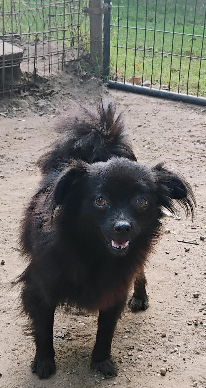 Enlarge BRAELYN, a Adopted mixed breed in Saint Jo, TX image 3/4
