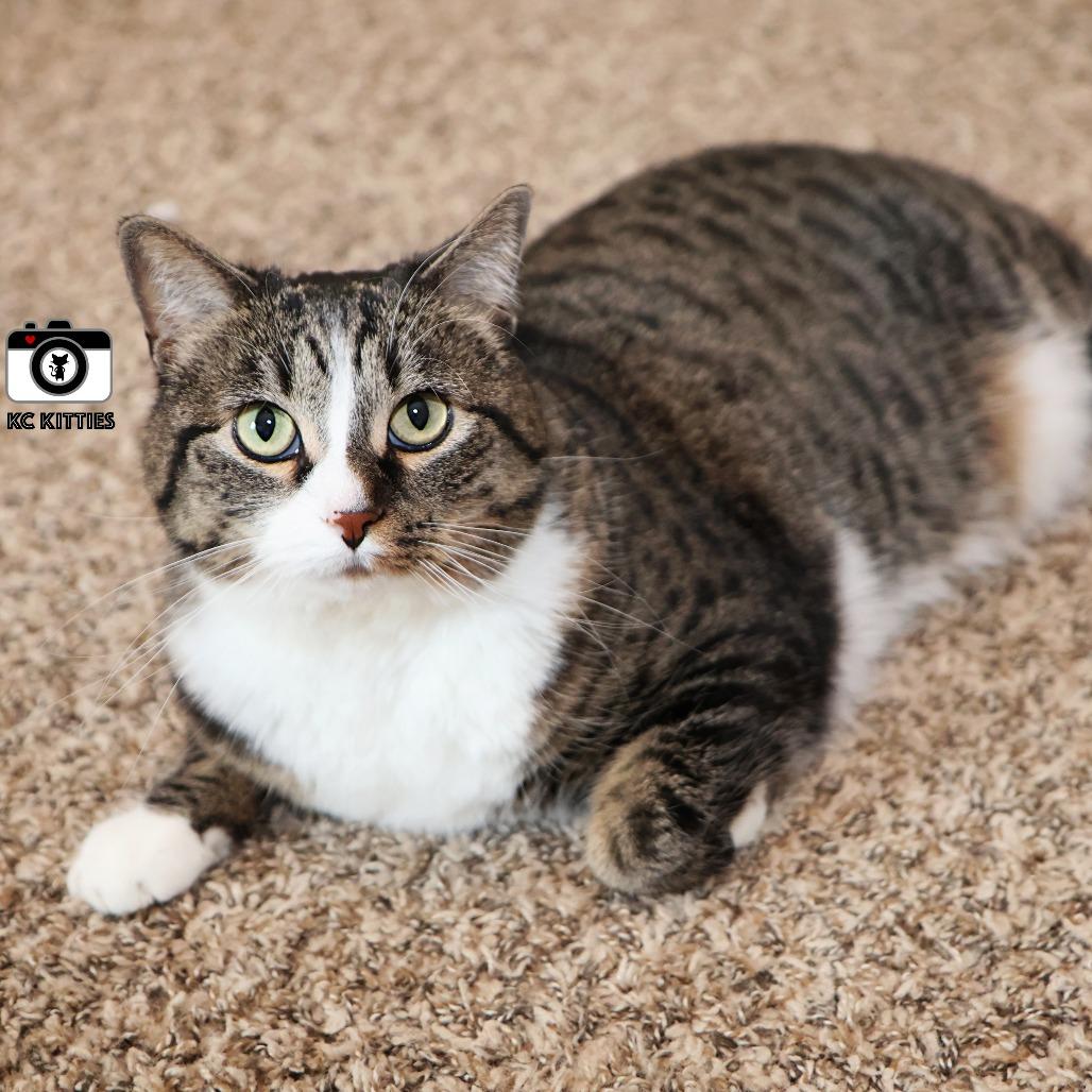 Marie, Adoptable, Adult Female Domestic Short Hair.