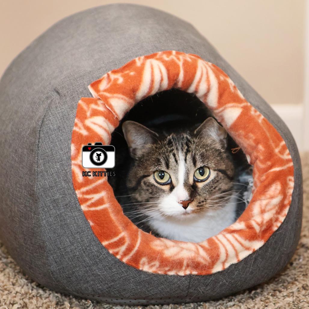 Enlarge Marie, a Adoptable Domestic Short Hair in FAIRWAY, KS image 2/6