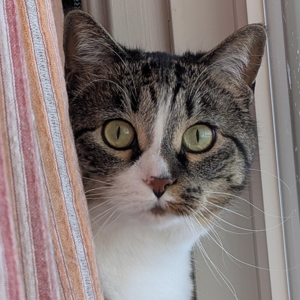 Marie, Adoptable, Adult Female Domestic Short Hair.