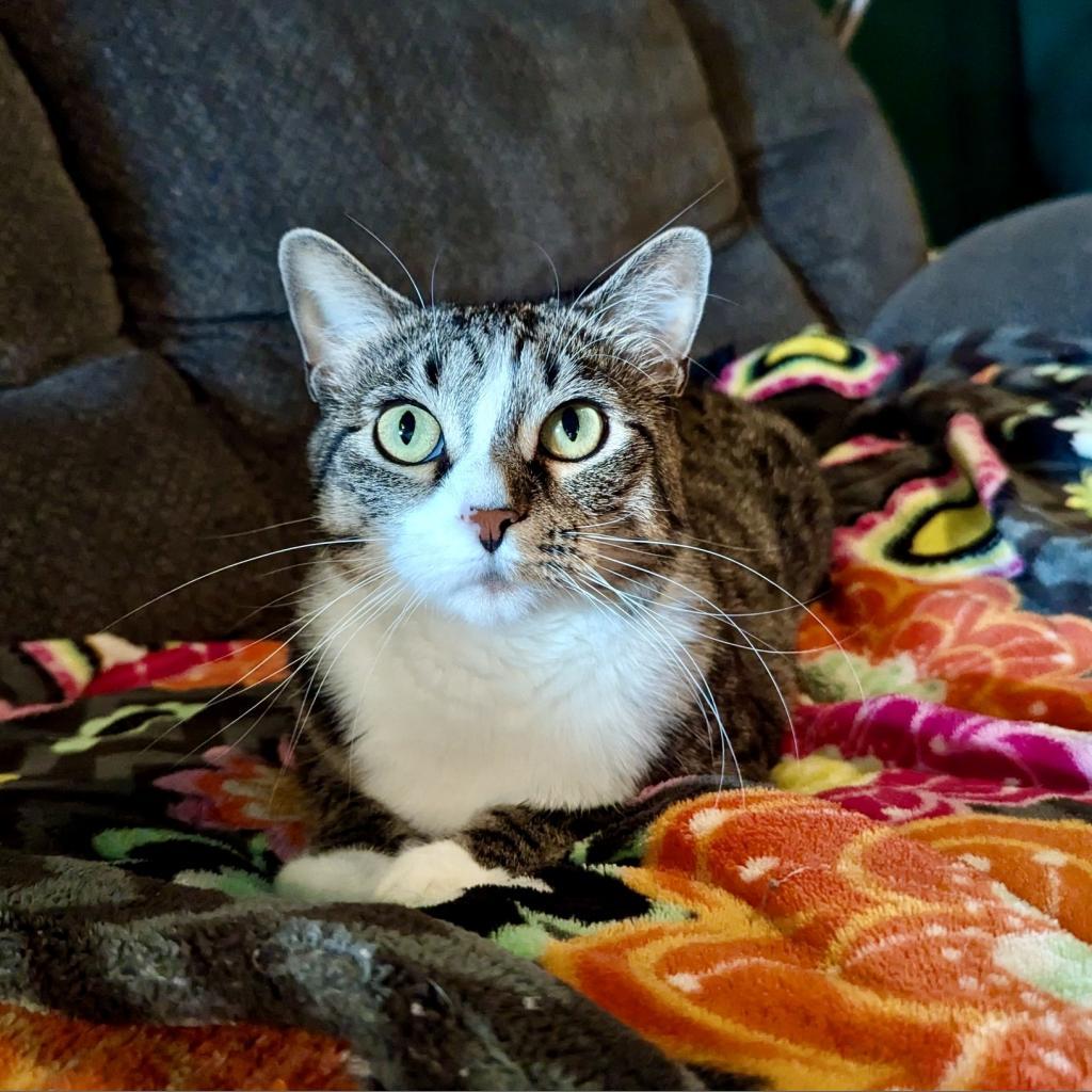 Enlarge Marie, a Adoptable Domestic Short Hair image 1/6