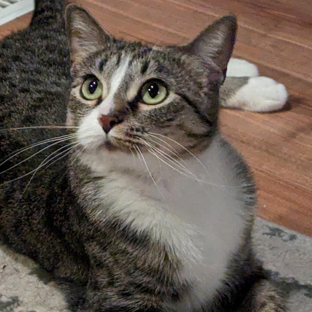 Marie, a Adoptable Domestic Short Hair in FAIRWAY, KS image 1/6