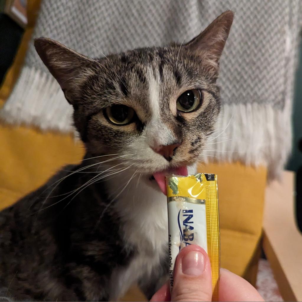 Enlarge Marie, a Adoptable Domestic Short Hair image 2/6