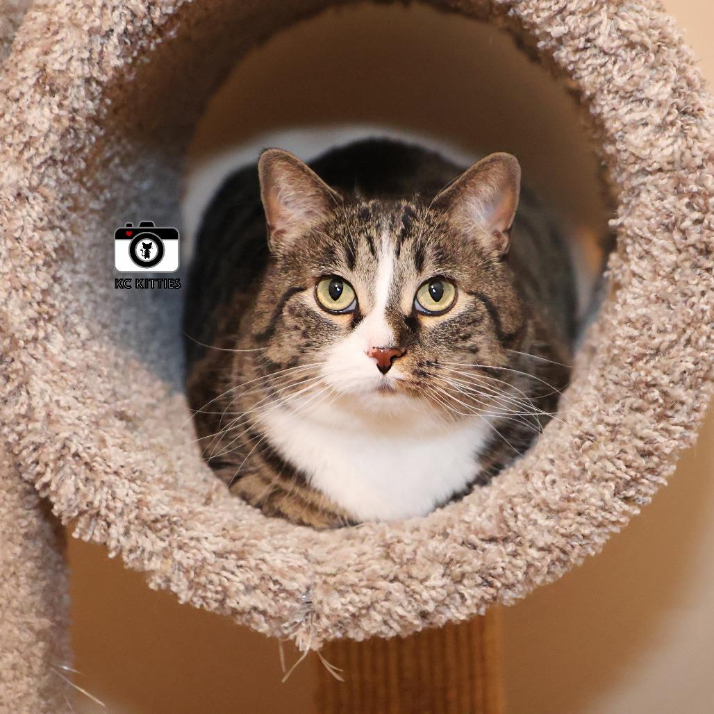 Enlarge Marie, a Adoptable Domestic Short Hair in FAIRWAY, KS image 3/6