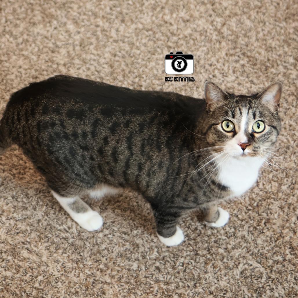 Enlarge Marie, a Adoptable Domestic Short Hair in FAIRWAY, KS image 4/6