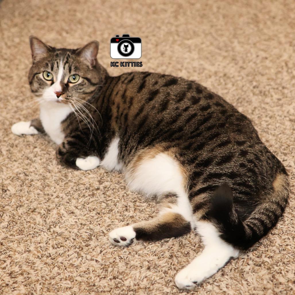 Enlarge Marie, a Adoptable Domestic Short Hair in FAIRWAY, KS image 5/6