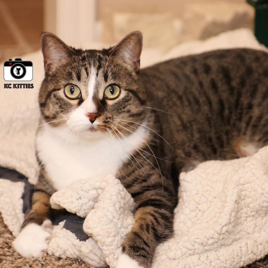 Marie, a Adoptable Domestic Short Hair in FAIRWAY, KS image 5/5