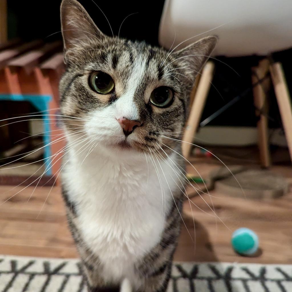 Enlarge Marie, a Adoptable Domestic Short Hair image 4/6