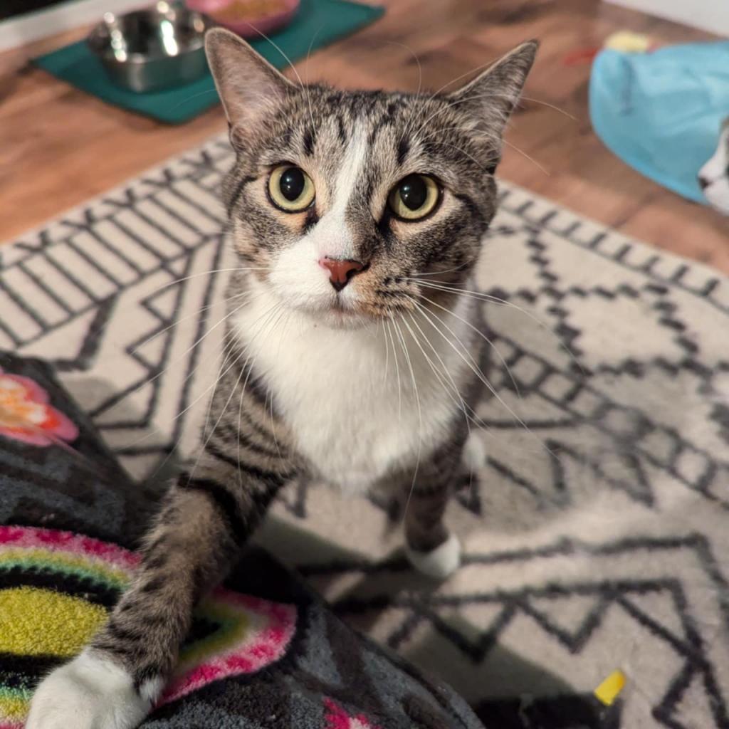 Enlarge Marie, a Adoptable Domestic Short Hair image 5/6