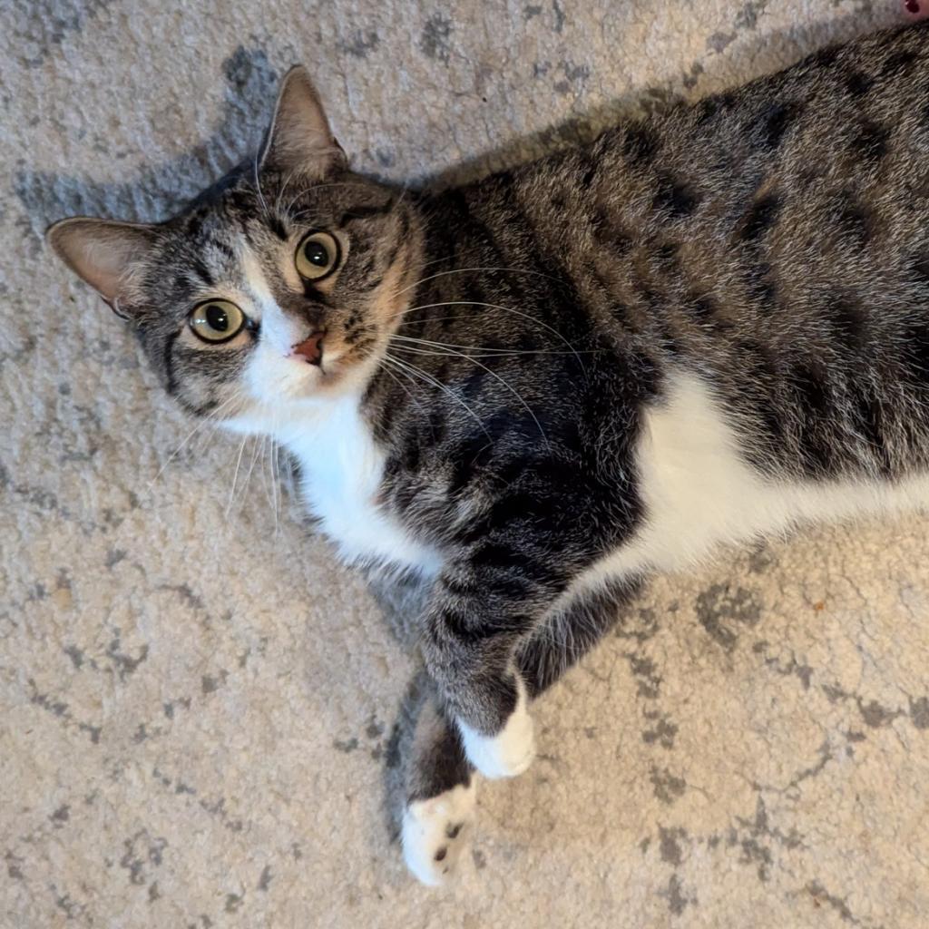 Enlarge Marie, a Adoptable Domestic Short Hair image 6/6