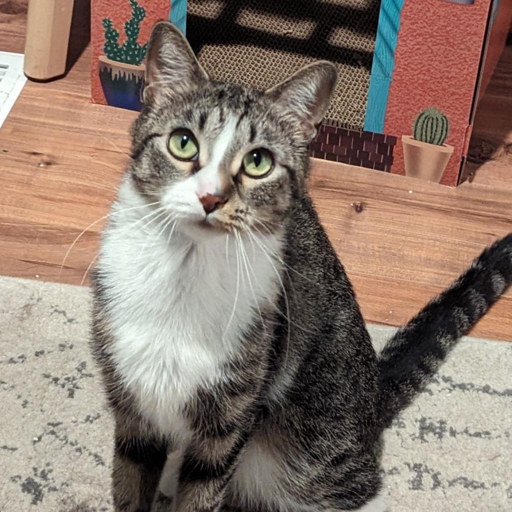 Marie, a Adoptable Domestic Short Hair in FAIRWAY, KS image 6/6