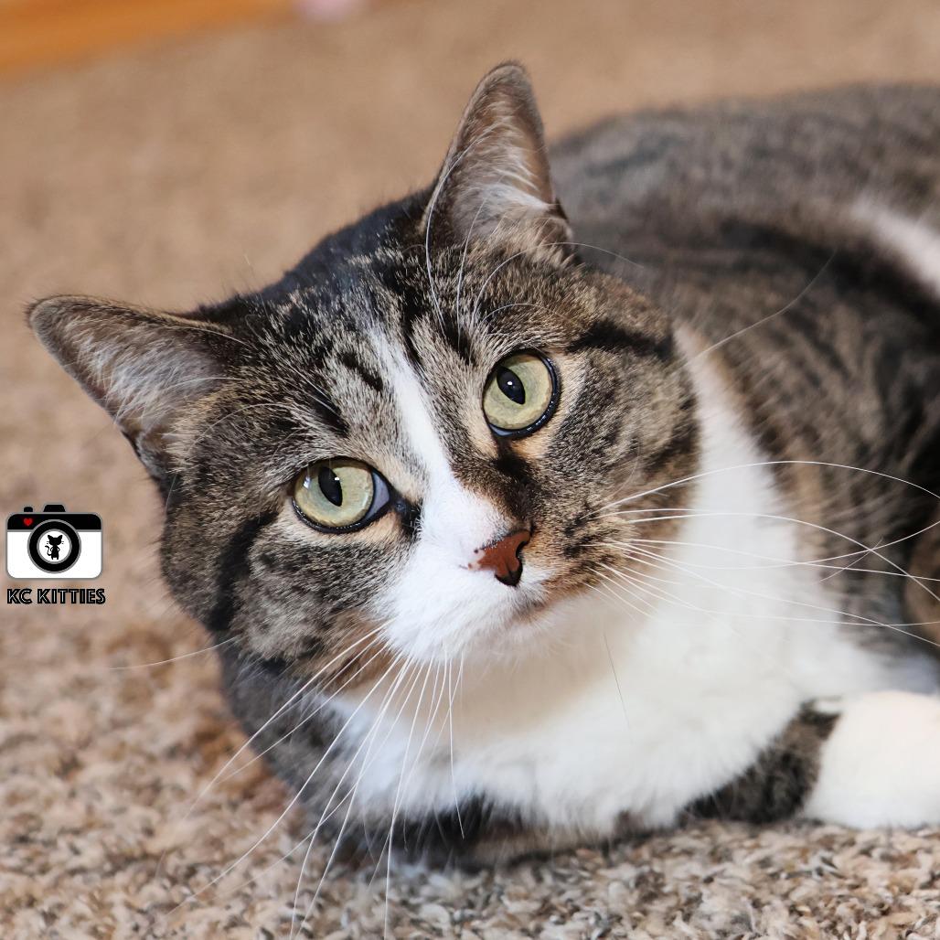 Enlarge Marie, a Adoptable Domestic Short Hair in FAIRWAY, KS image 5/5