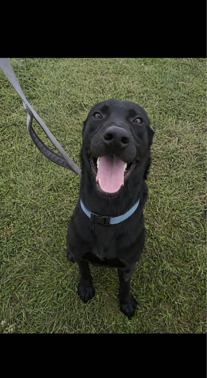 Rogue, ADOPTABLE, Adult Male Black Labrador Retriever.