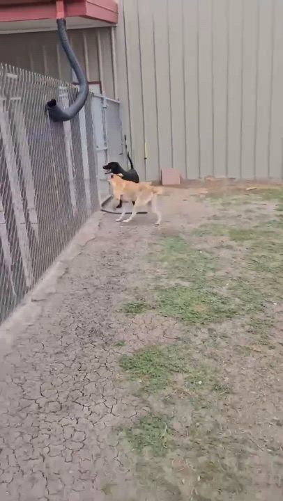 Enlarge Rogue, a ADOPTABLE Black Labrador Retriever in Port Lavaca, TX video 3/3