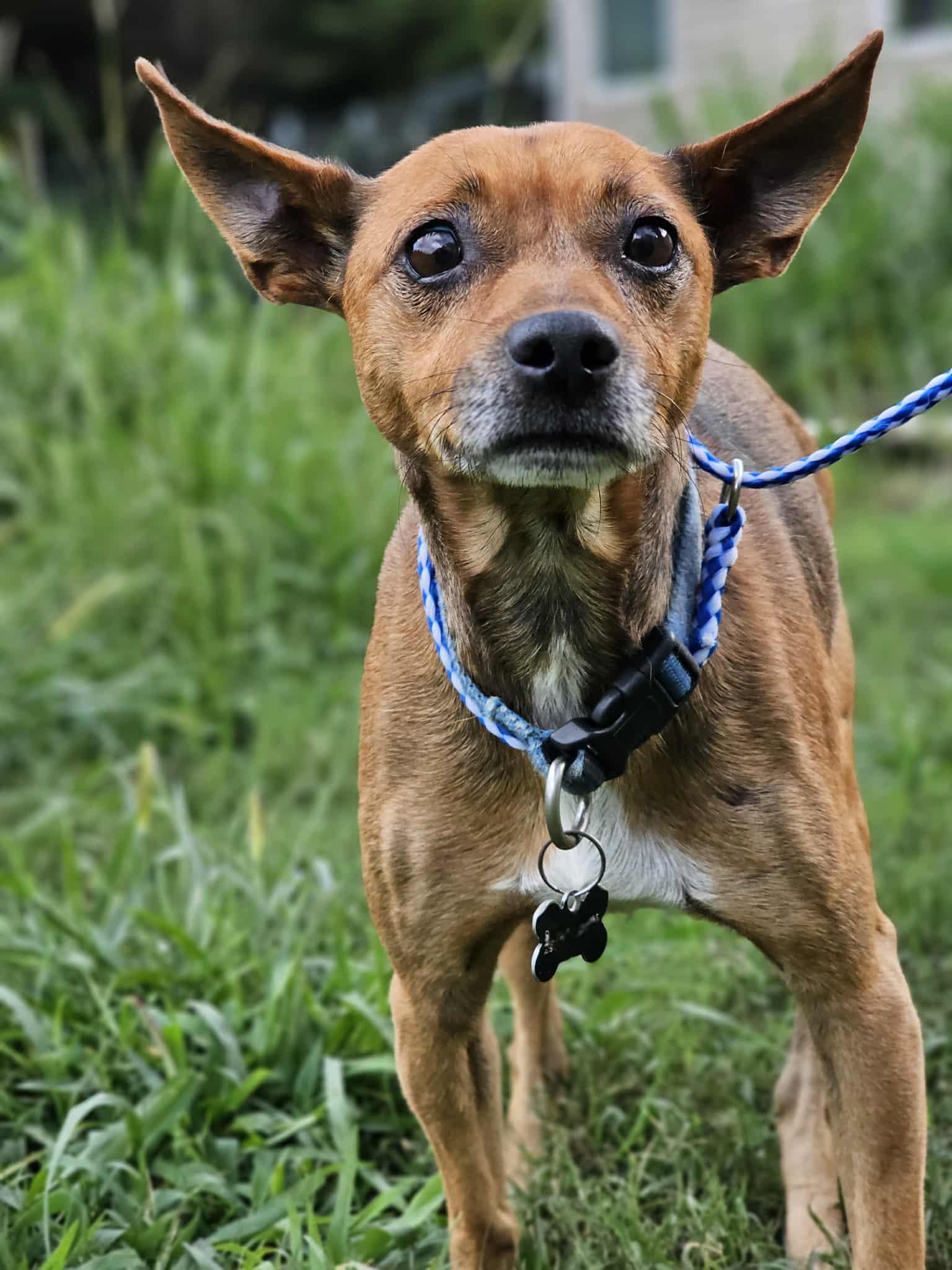 Hank, Adoptable, Adult Male Terrier.