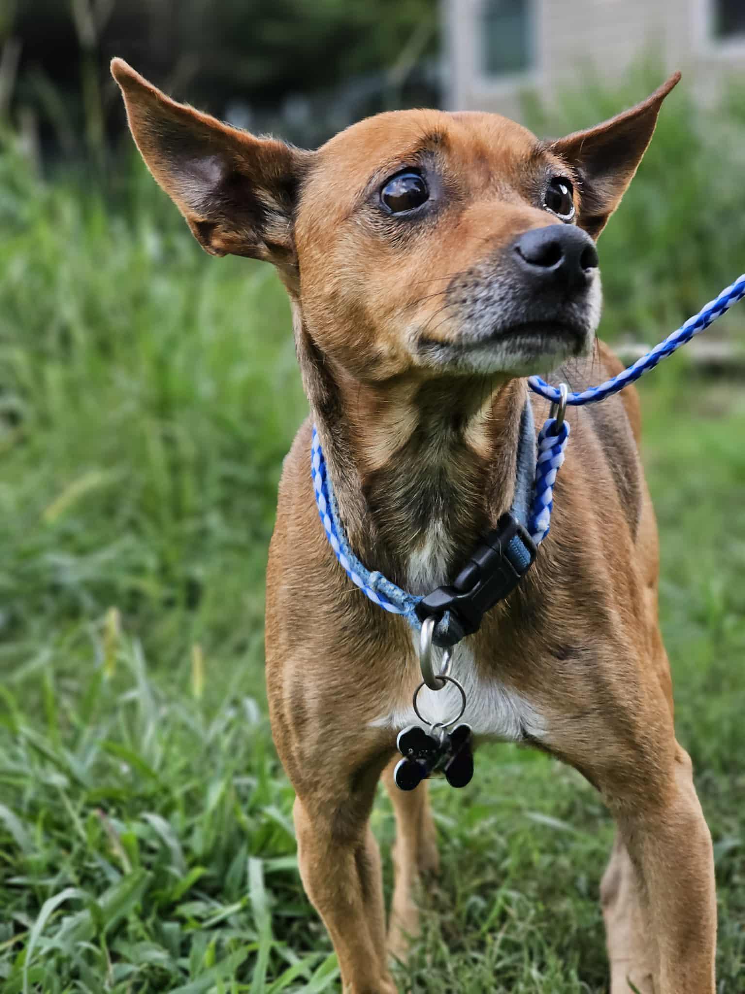 Hank, a Adoptable Terrier in Fort Payne, AL image 2/5