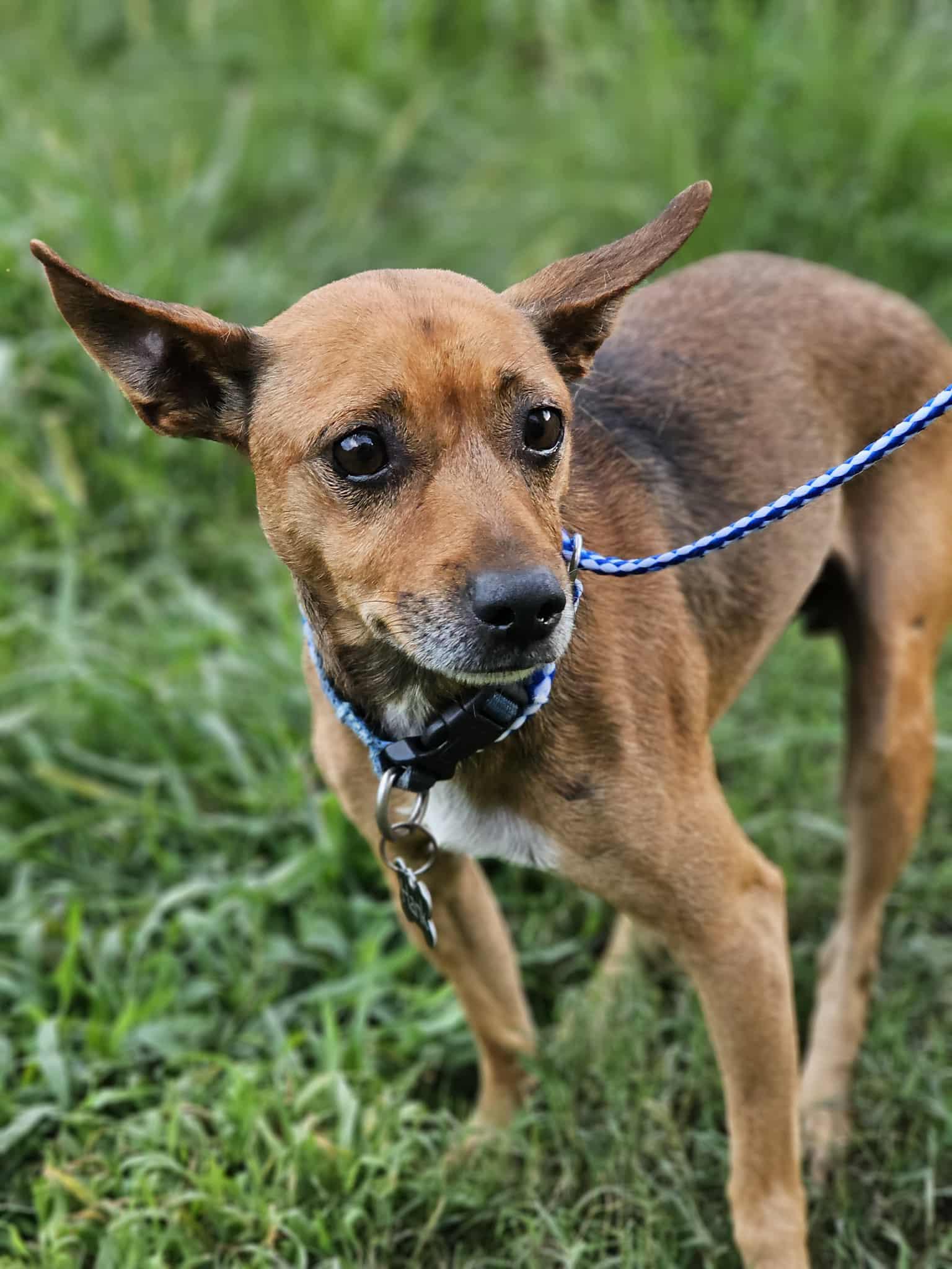 Hank, a Adoptable Terrier in Fort Payne, AL image 3/5