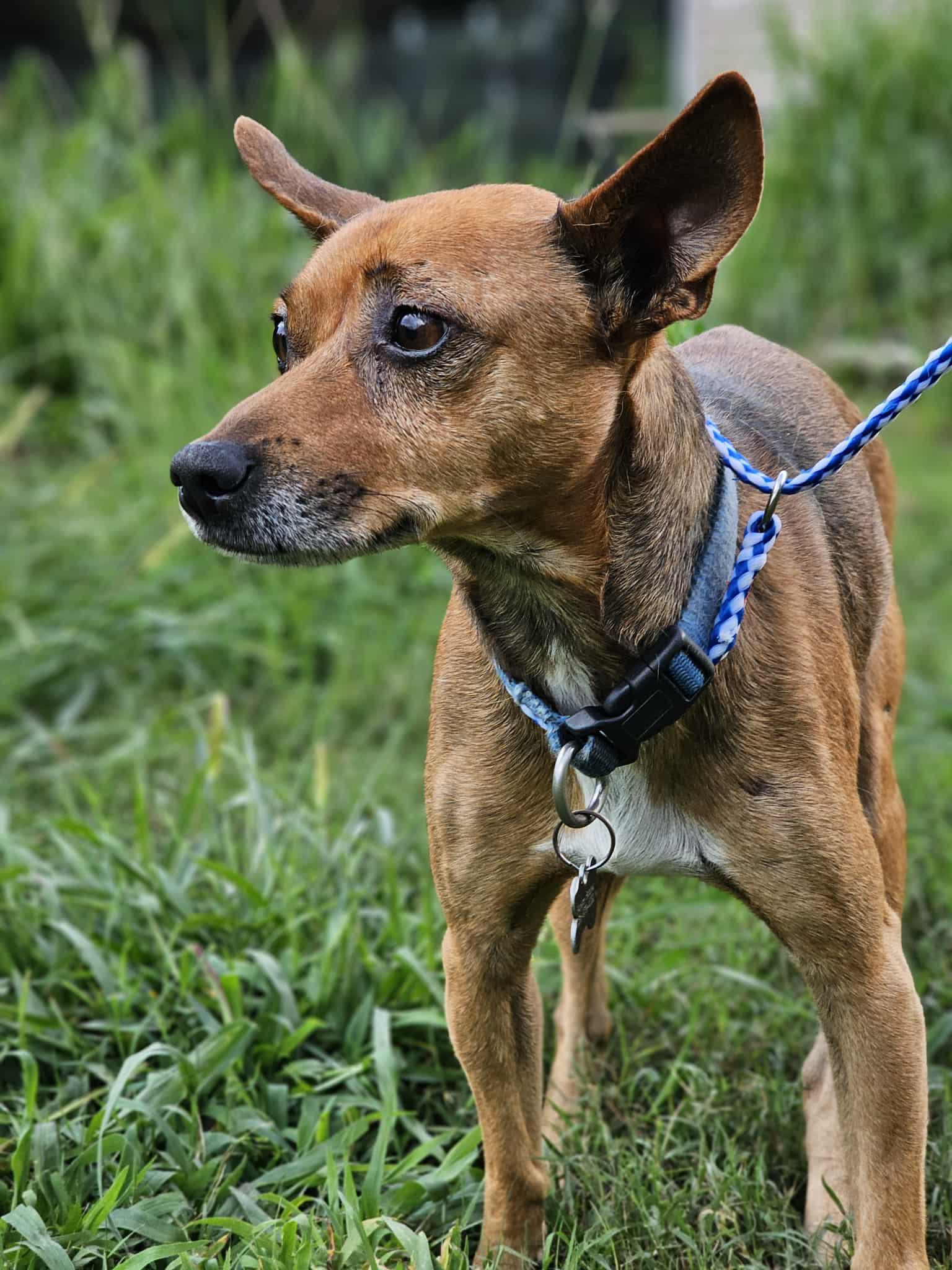 Hank, a Adoptable Terrier in Fort Payne, AL image 4/5