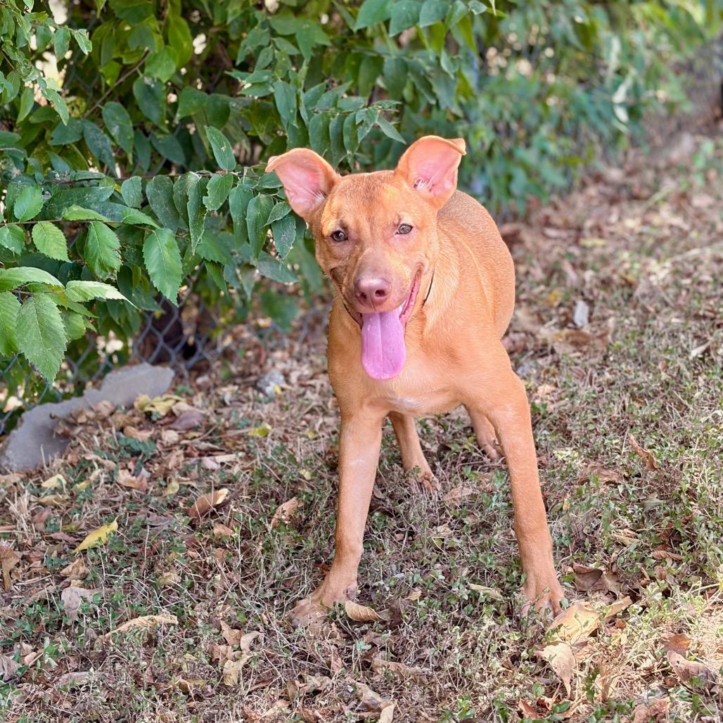Hairy 26-06-020, Adoptable, Young Male Black Mouth Cur & Australian Kelpie.
