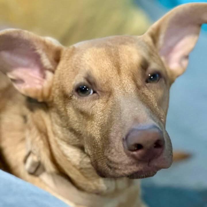 Enlarge Hairy 26-06-020, a Adoptable mixed breed in Bastrop, TX image 3/6