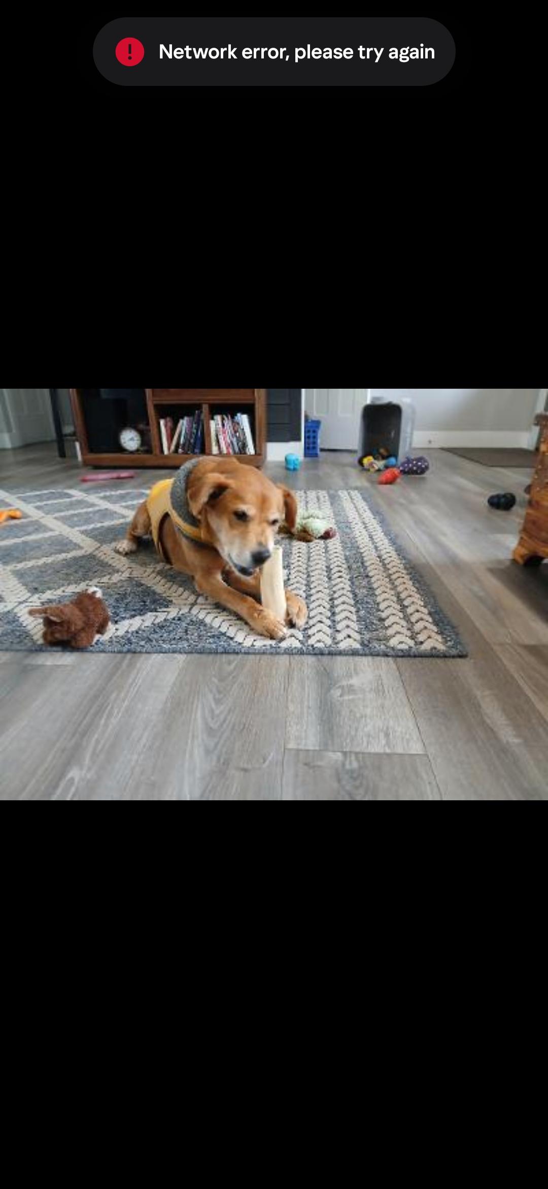 Lexie (Courtesy Post), ADOPTABLE, Senior Female Yellow Labrador Retriever.