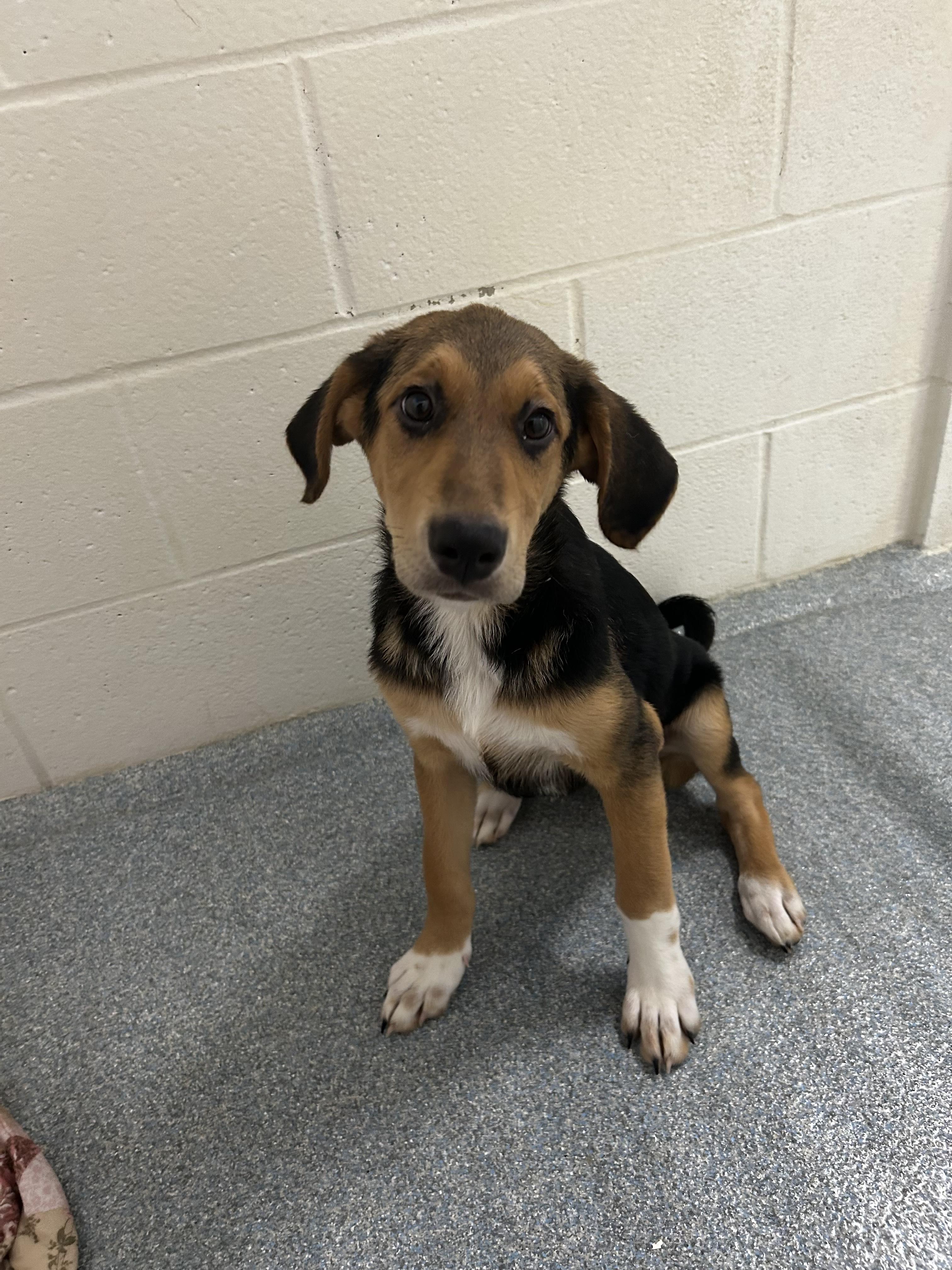 Enlarge Ruby, an adopted mixed breed in St. Joseph, MI image 1/1