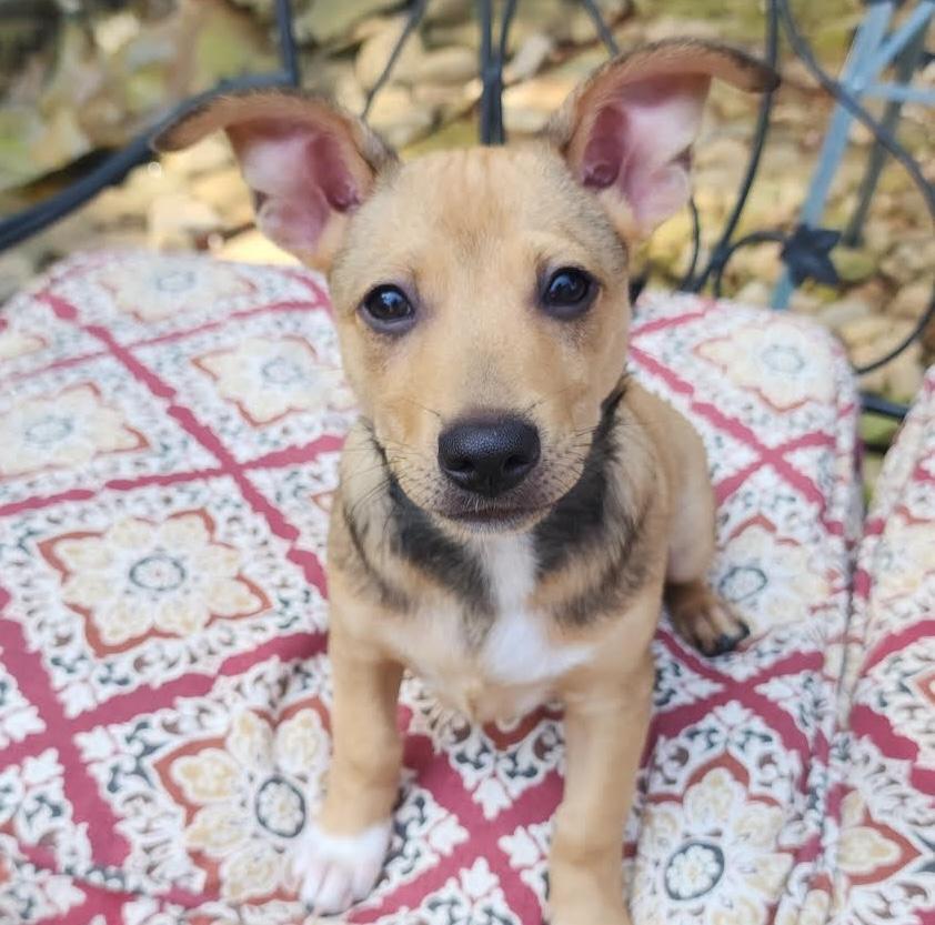 Koolaid, a ADOPTABLE mixed breed in Cumming, GA image 3/5