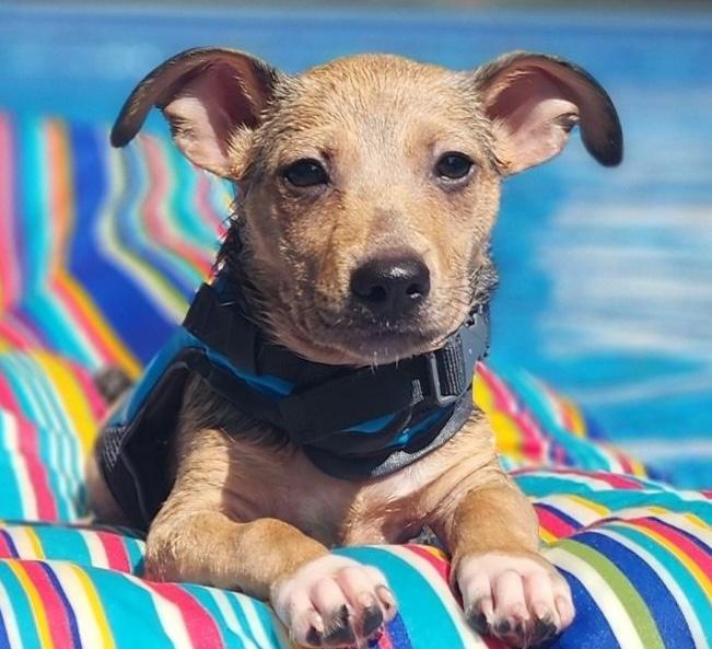 Koolaid, a ADOPTABLE mixed breed in Cumming, GA image 5/5