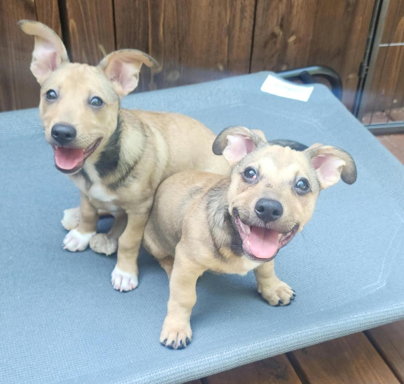Koolaid, a ADOPTABLE mixed breed in Cumming, GA image 4/5