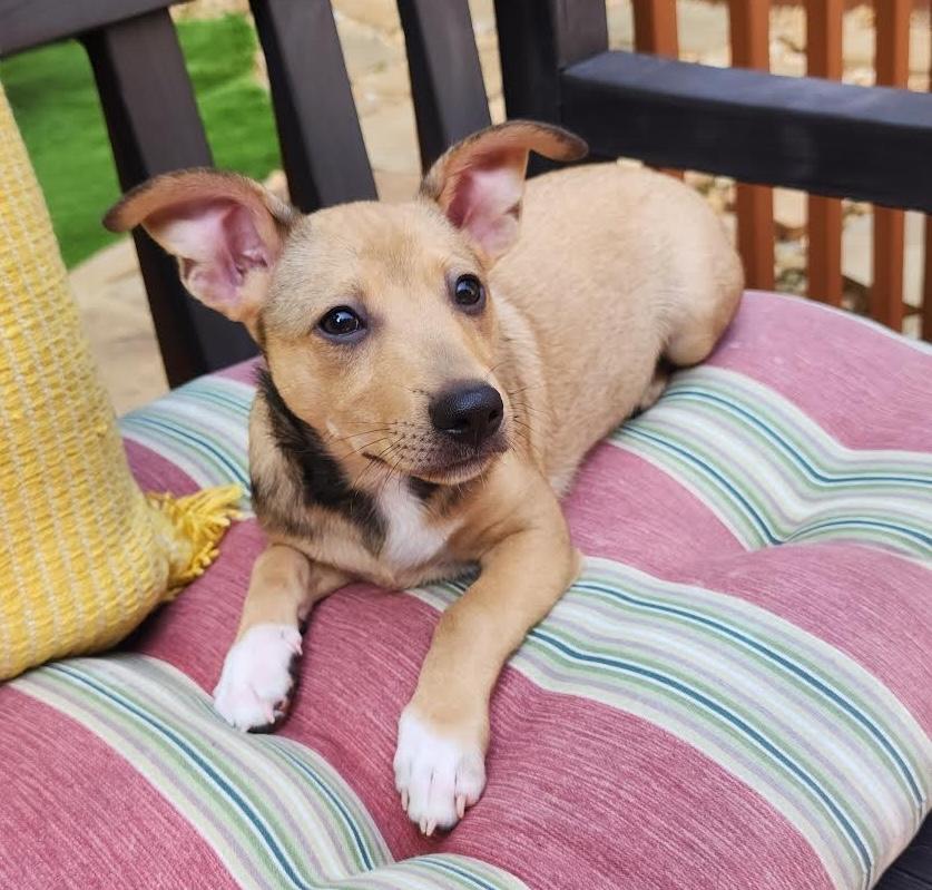 Koolaid, a ADOPTABLE mixed breed in Cumming, GA image 2/5