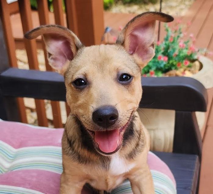 Koolaid, ADOPTABLE, Puppy Male Terrier.