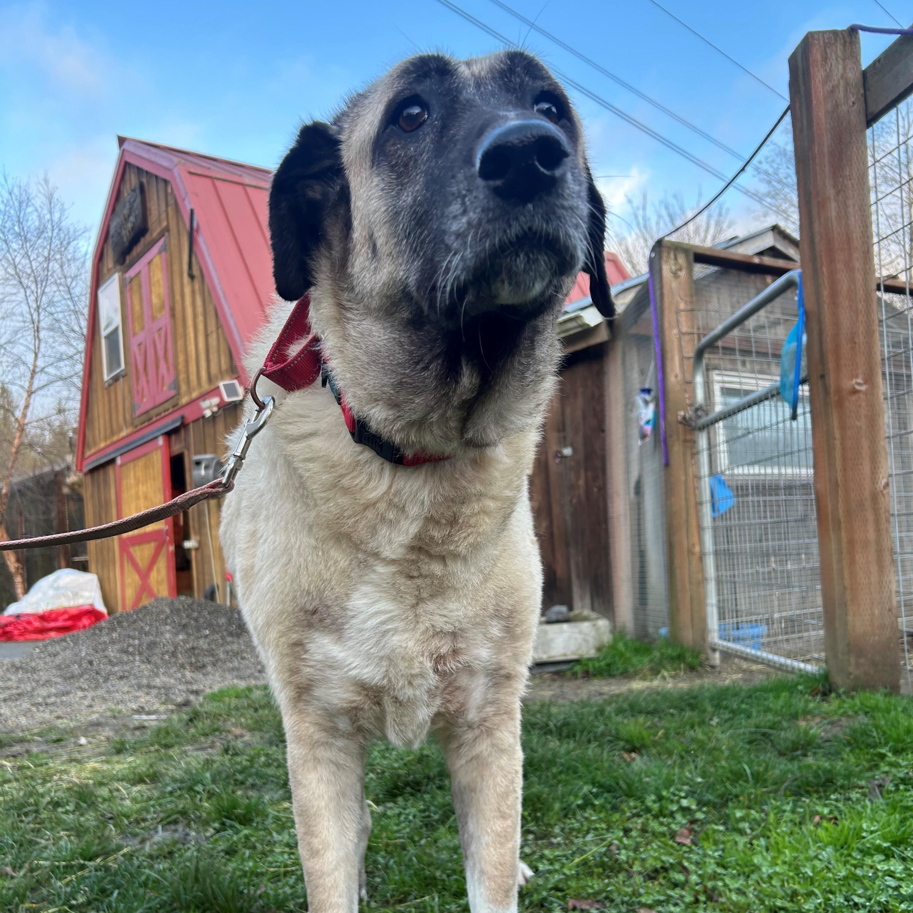 Peaches, adopted, Senior Female Anatolian Shepherd.