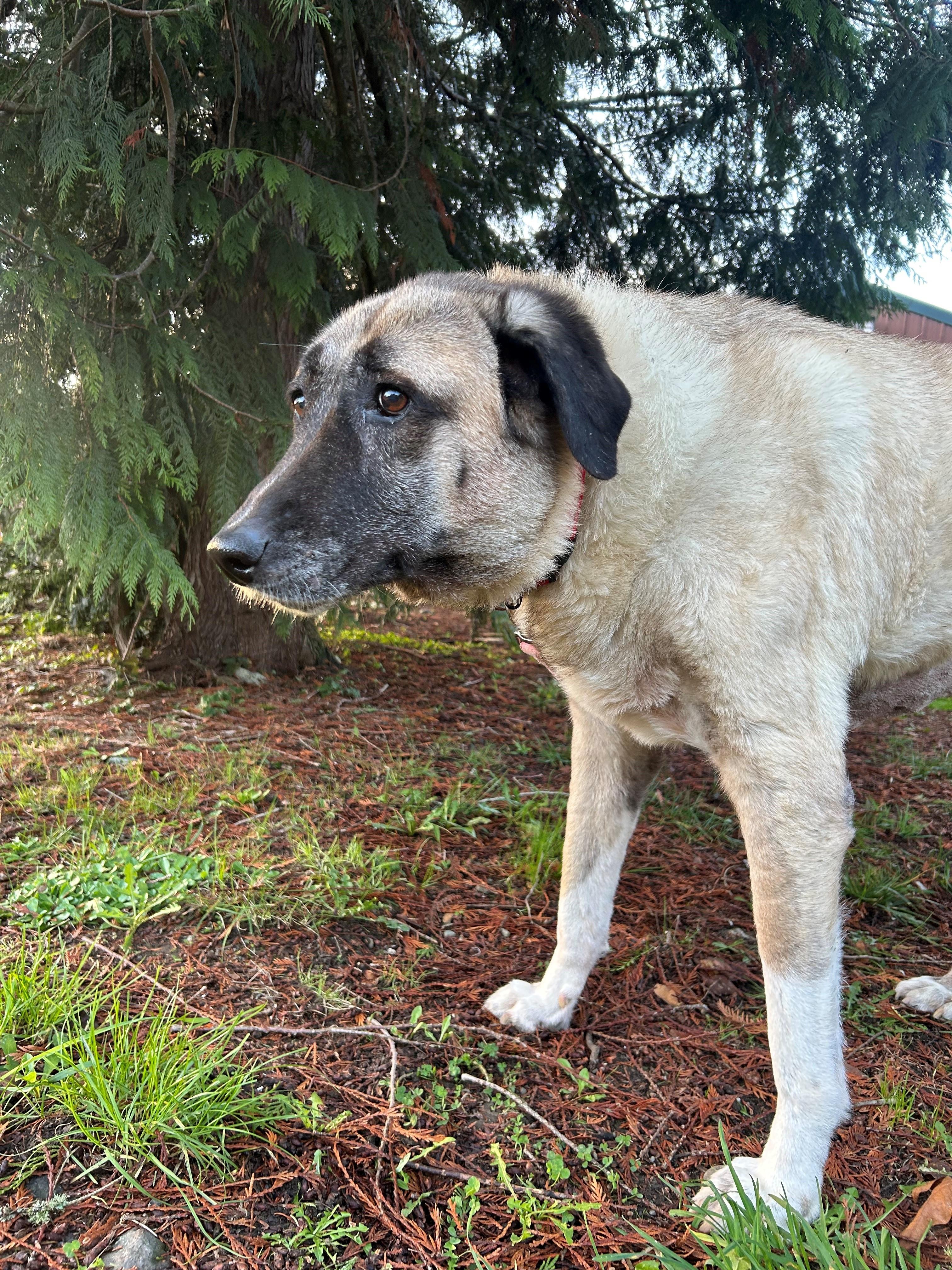 Enlarge Peaches, an adopted Anatolian Shepherd in Quilcene, WA image 2/2