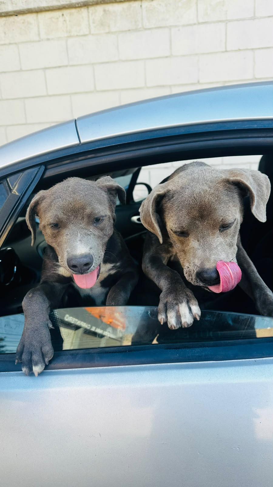 Puppy Sky, Adoptable, Puppy Female Pit Bull Terrier.