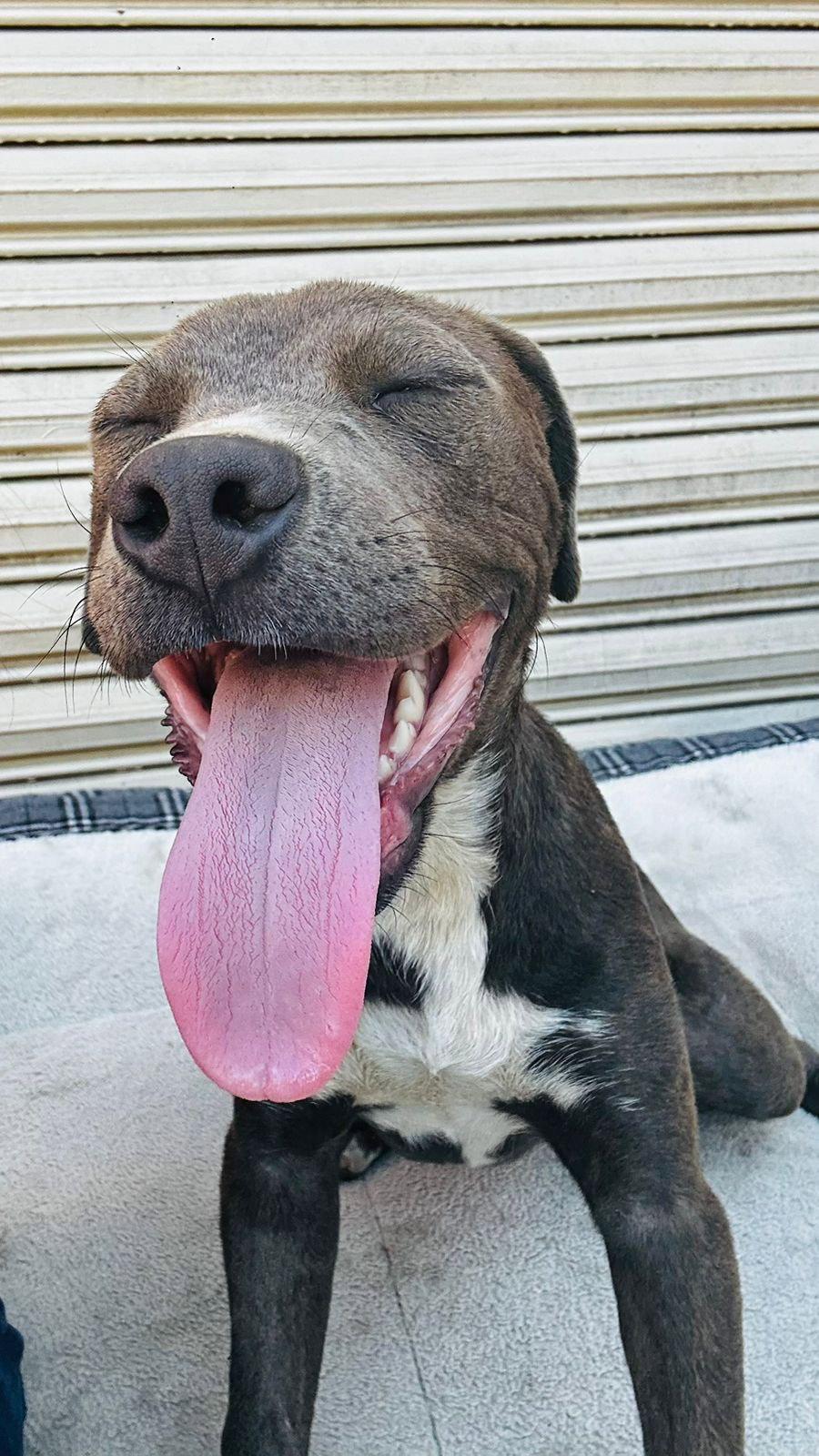 Enlarge Puppy Sky, a Adoptable Pit Bull Terrier in San Diego, CA image 2/2
