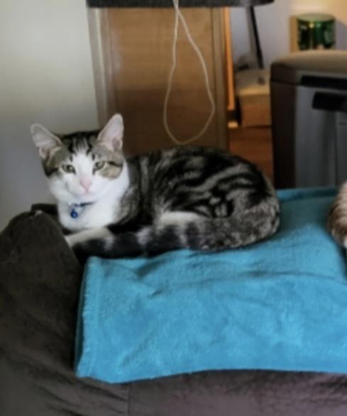 Peanut, Adopted, Adult Male Domestic Short Hair.